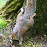 (Photo courtesy Tom Andres/ NYBG) Gray squirrel cooling its belly on a mossy tree trunk